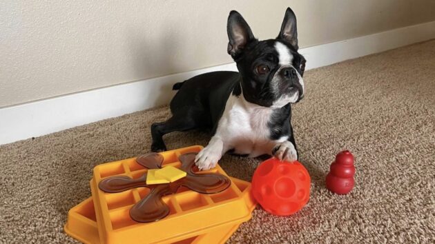 dog claiming the toy