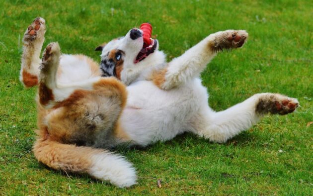 playful dog