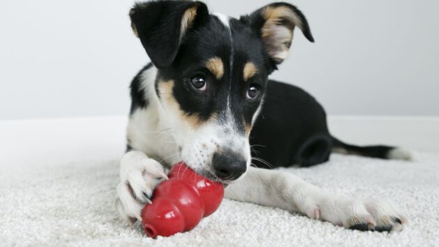 why do dogs roll on their toys hiding scent