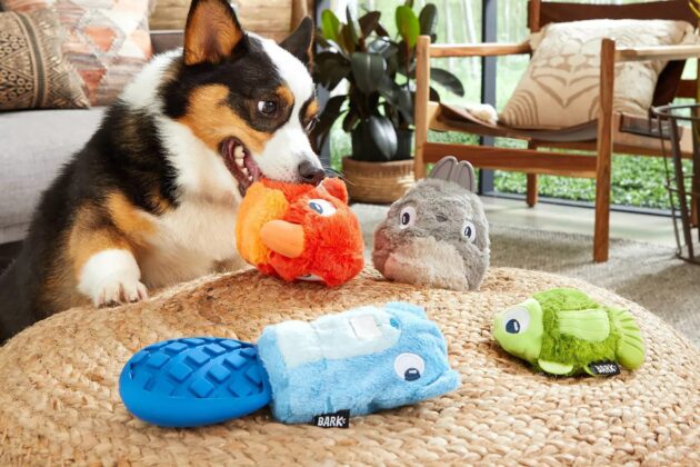 why do dogs roll on their toys obsessing over toys